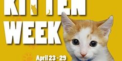 Kitten Week kitten week for the Pasadena Humane Society showing a cute kitty
