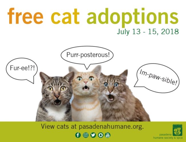 free cat adoption information from Pasadena Humane Society