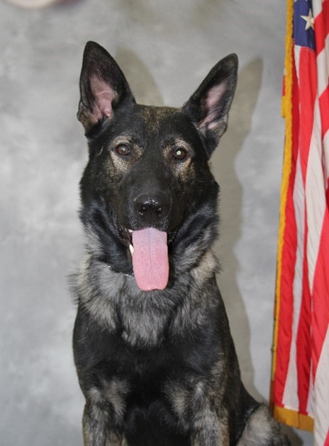 Arcadia K9 Officer Kaiser