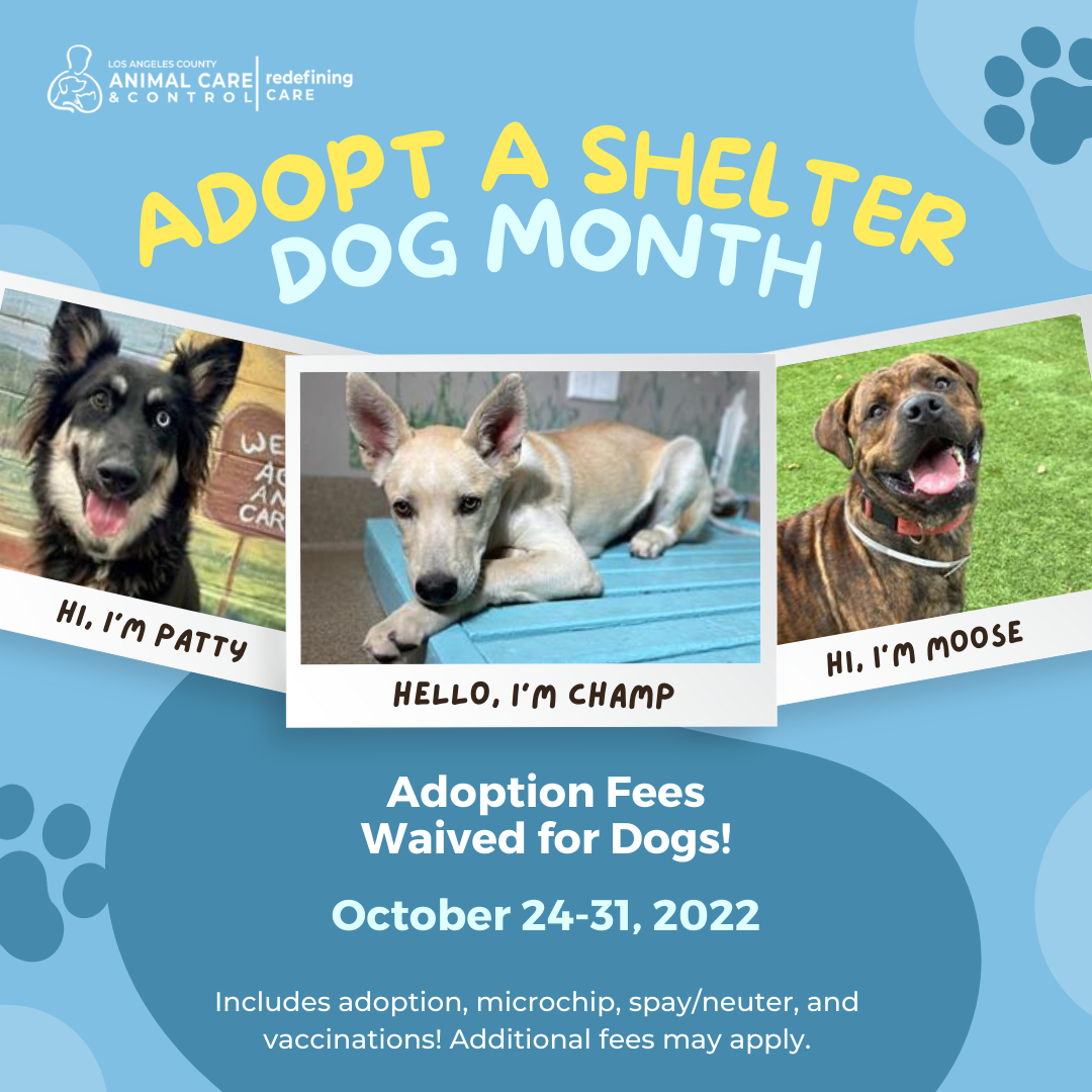 adopt a shelter dog month flyer of information showing dogs