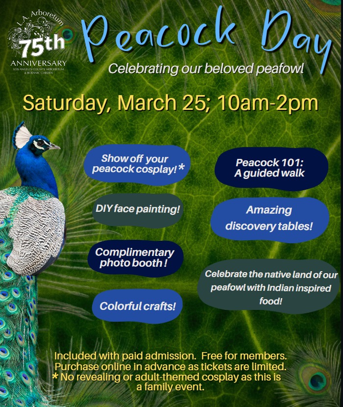 Peacock Day at the Arboretum on March 25