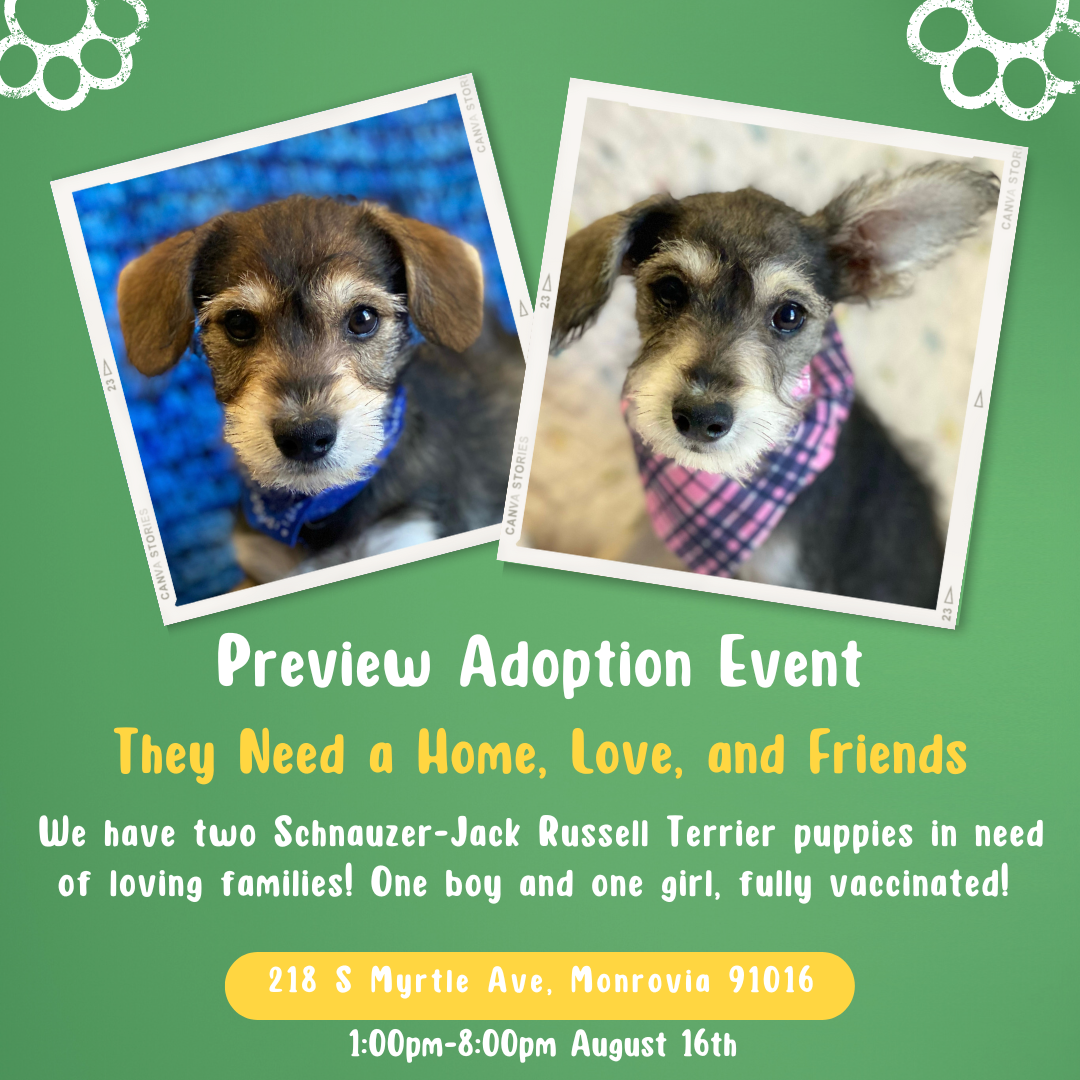 Adoption event for puppies at Pet N Mind Monrovia 