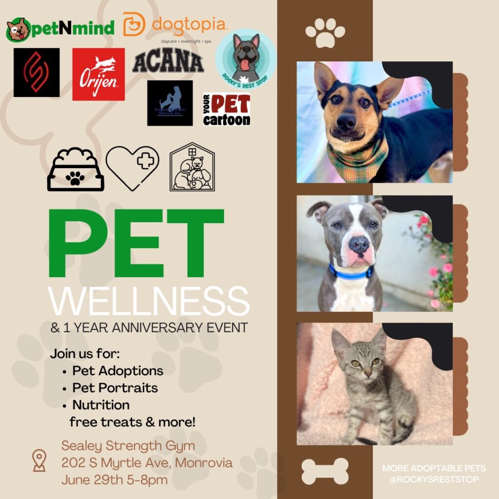 petnmind adoption and pet wellness event flyer showing cute puppies and kitties with time change 