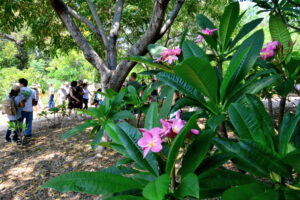 plumeria flowers on their trees with people in the distance 