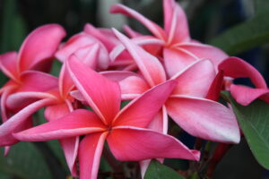 pink plumeria flowers 