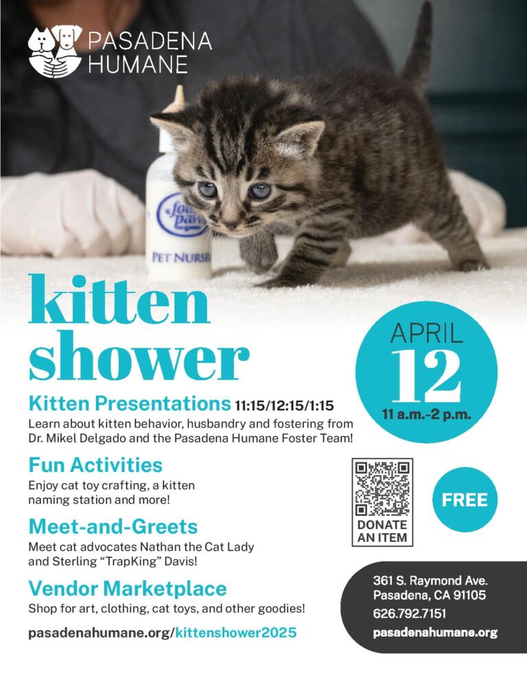 Kitten Shower flyer for Pasadena Humane society showing adorable tabby kitten