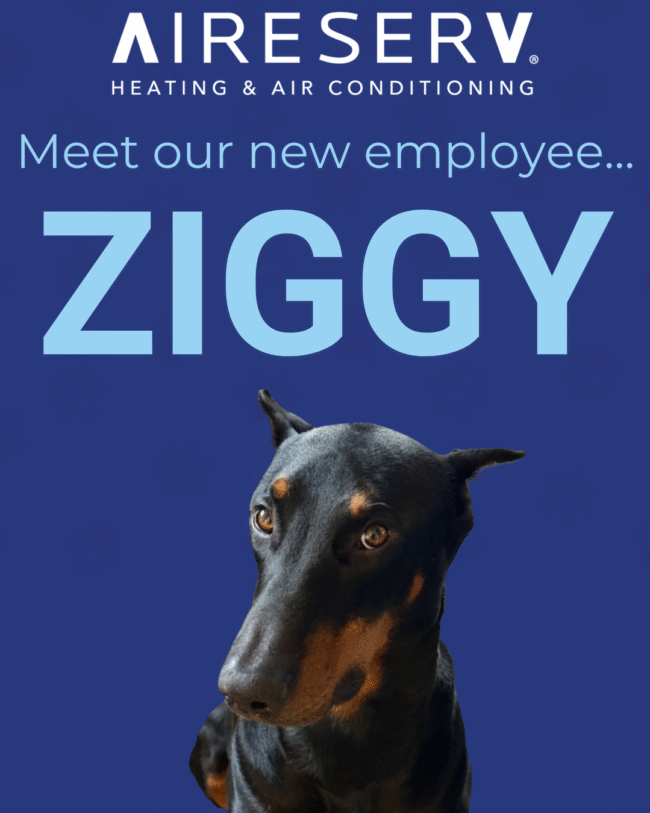 Aireserv's meet Ziggy flyer featuring an adorable doberman