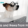 a dog in glasses looking at a computer screen