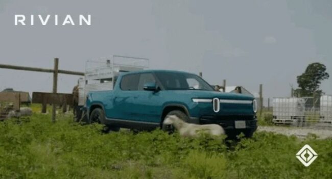 a sheep running past a Rivian truck