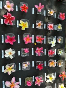 a display of different plumeria flowers