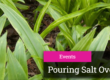 Pouring Salt over Ink banner for LA Arboretum