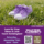 Kensington Alzheimer's walk flyer